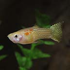 Lemon Cobra Guppy Group, Male